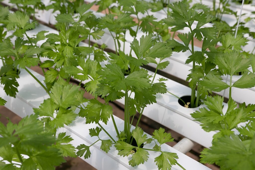 Coriander plants growing in rows