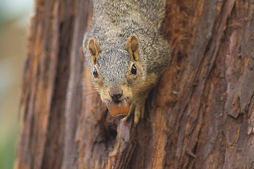 A squirrel on a tree with a large acorn in its mouth